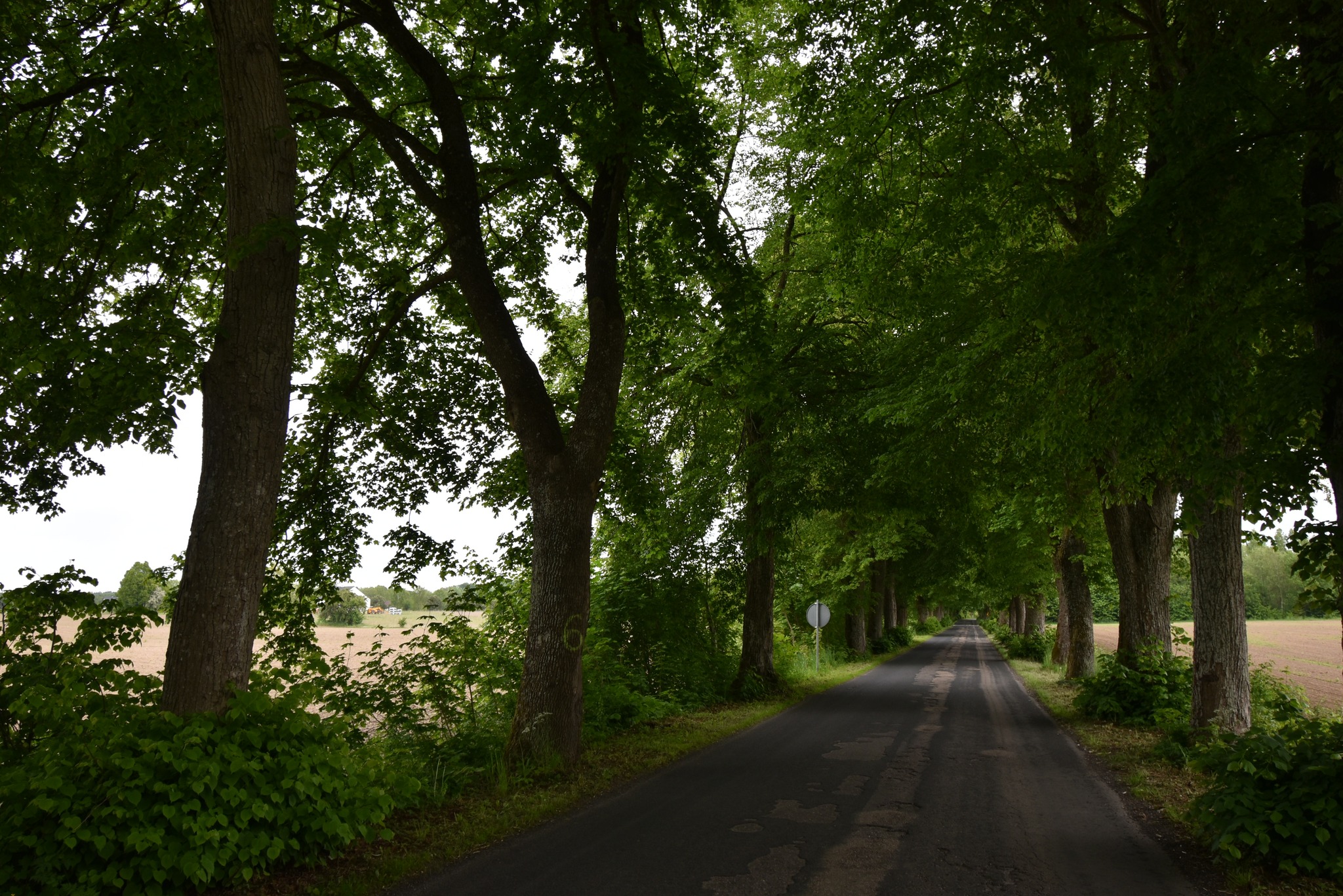 aleja drzew na trasie Kołczygłowy-Cetyń-Poborowo