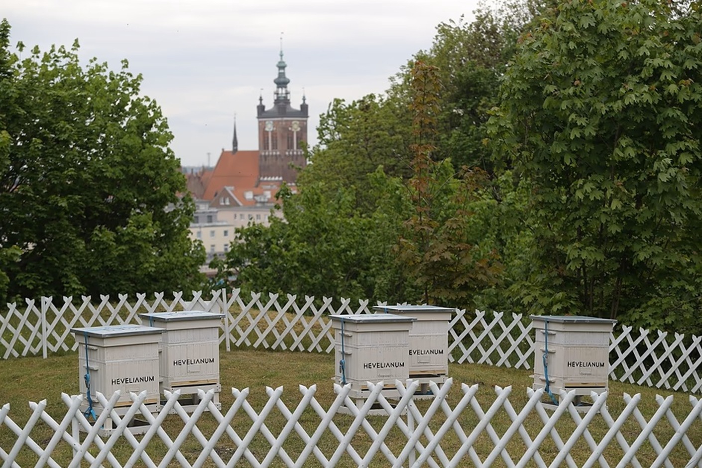 miejska pasieka w Hevelianum w Gdańsku