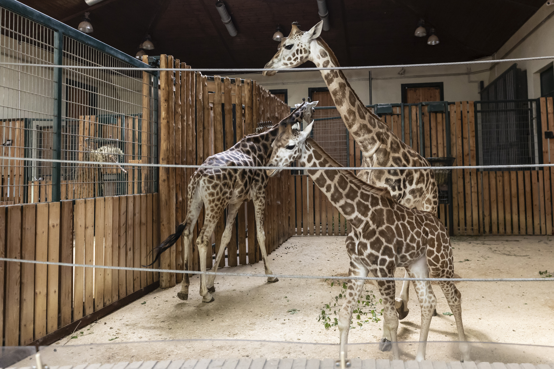 żyrafy, zoo w Gdańsku