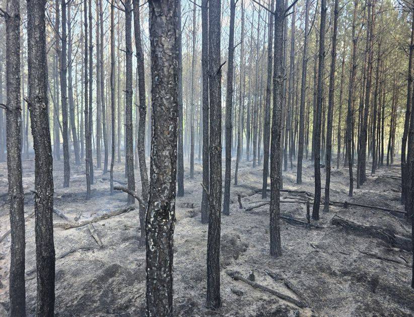 pożar lasu, powiat chojnicki
