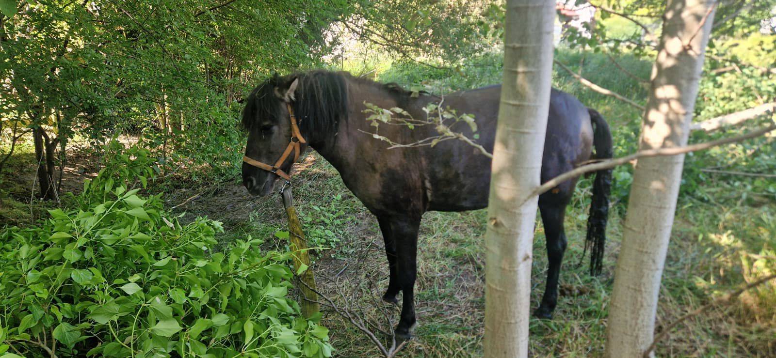 koń, który wpadł do studni, Chmielno