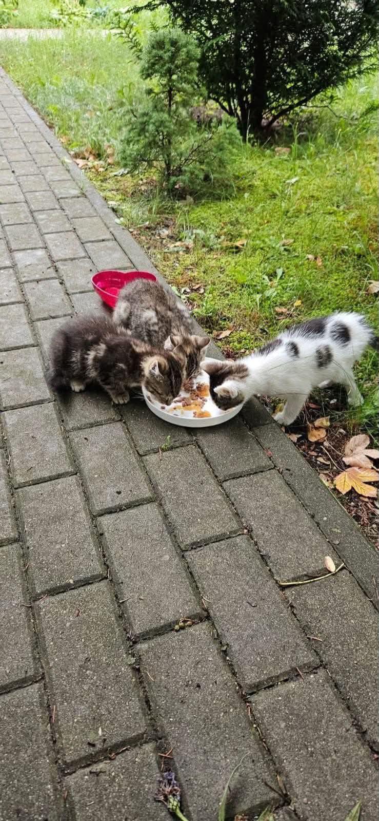 kocięta podrzucone na teren gdańskiego MOPR