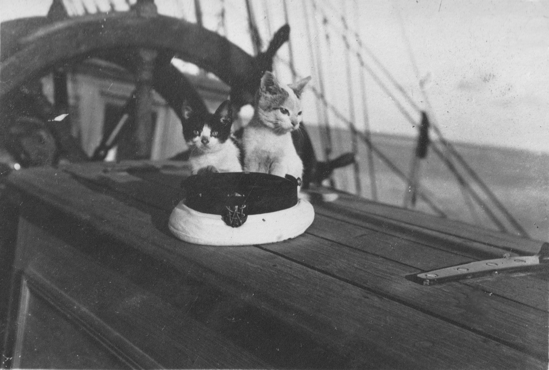 Zwierzęta na Darze Pomorza