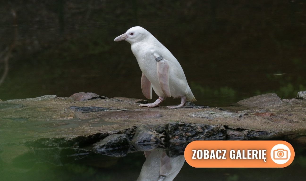 Kokosanka, pingwin, zoo Gdańsk