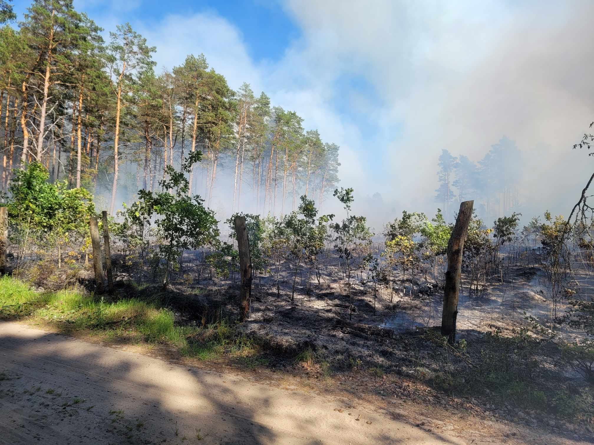 pożar lasu, Pryśniewo 2024