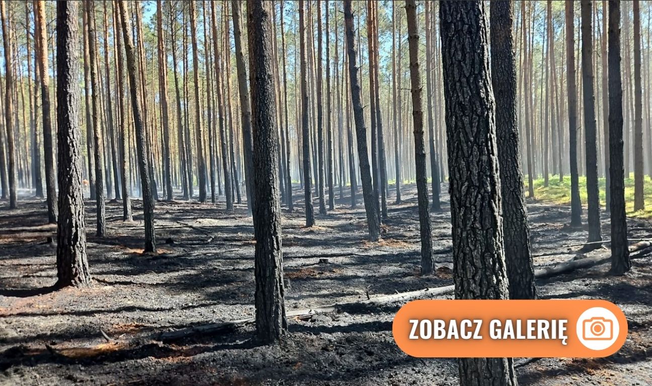 pożar w Parku Narodowym „Bory Tucholskie”