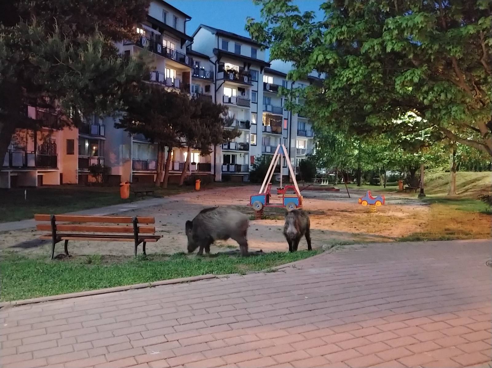 dziki, Orunia Górna, Gdańsk