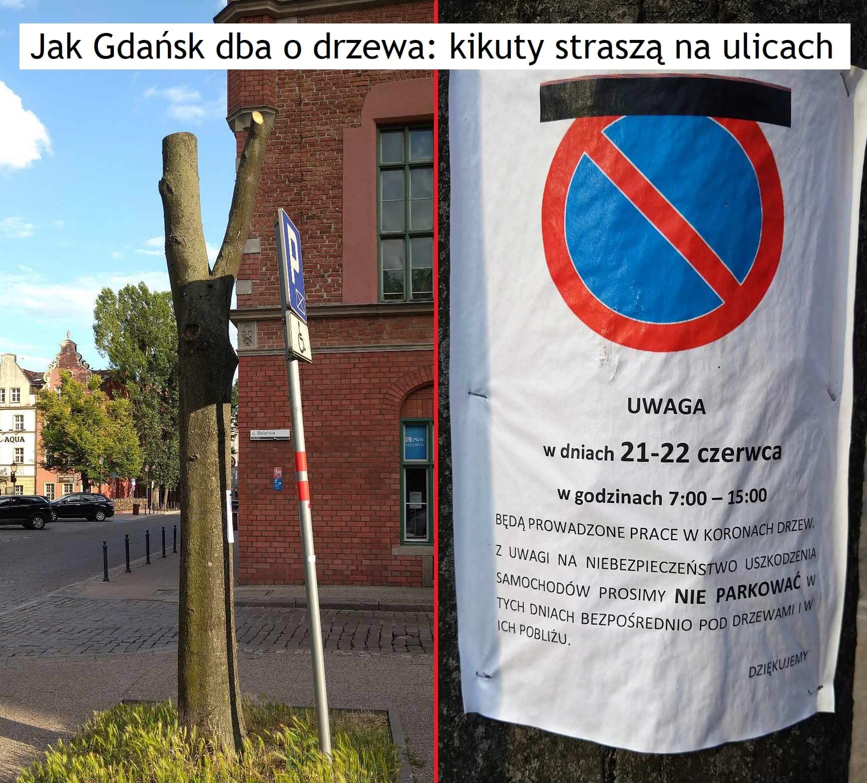 Drzewa Gdańsk